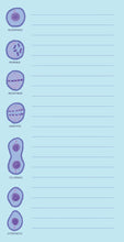 Load image into Gallery viewer, A light blue lined notepad page displays labeled diagrams showing the sequential stages of cell mitosis along the left margin.