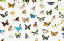 Load image into Gallery viewer, Butterfly Wings: A Memory Game
