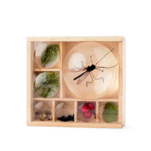 Load image into Gallery viewer, Features 7 compartments and built-in magnifying lenses to take a closer look at your discoveries. 7X (Large), 5X (Medium), and 2X (Small) magnification.
