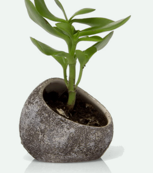 air plant holder ceramic Terrarium Koski