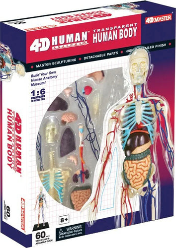 1:6 scale anatomy model, 13.5 inches tall with 60 detachable hand-painted parts, including transparent cutaway designs.