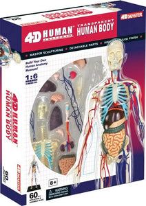 1:6 scale anatomy model, 13.5 inches tall with 60 detachable hand-painted parts, including transparent cutaway designs.