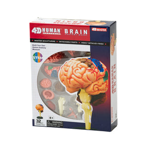 4D Brain